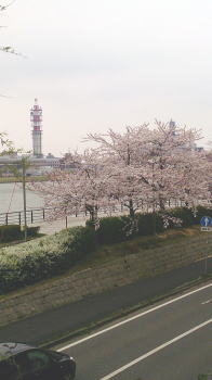 桜満開