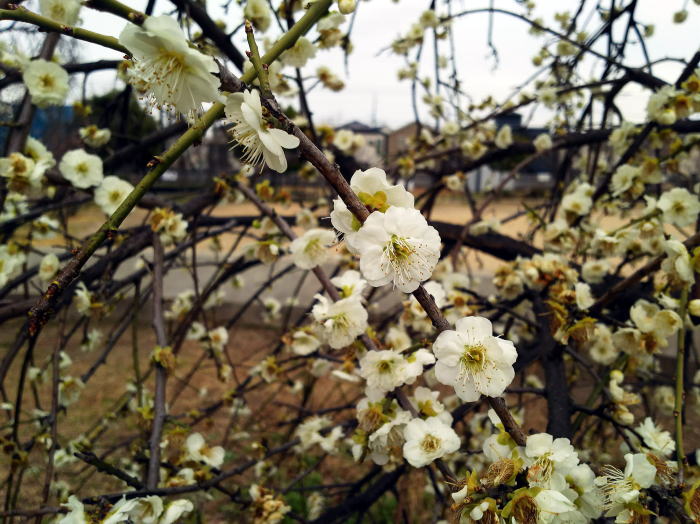 梅の花白2